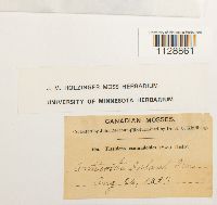 Fissidens osmundoides image