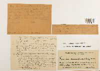 Fissidens osmundoides image