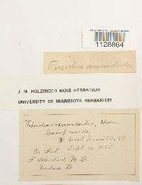 Fissidens osmundoides image