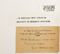 Fissidens osmundoides image