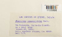 thumbnail image of current specimen