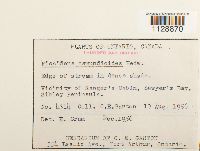 Fissidens osmundoides image