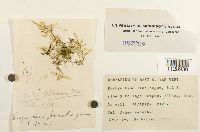 Eurhynchium praelongum image