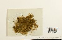 Eurhynchium longirostre image