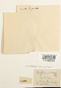 Image Associated With the Occurrence