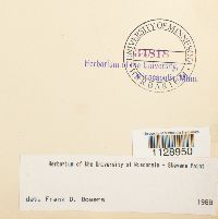 Fissidens osmundoides image