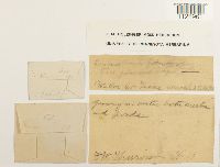 thumbnail image of current specimen