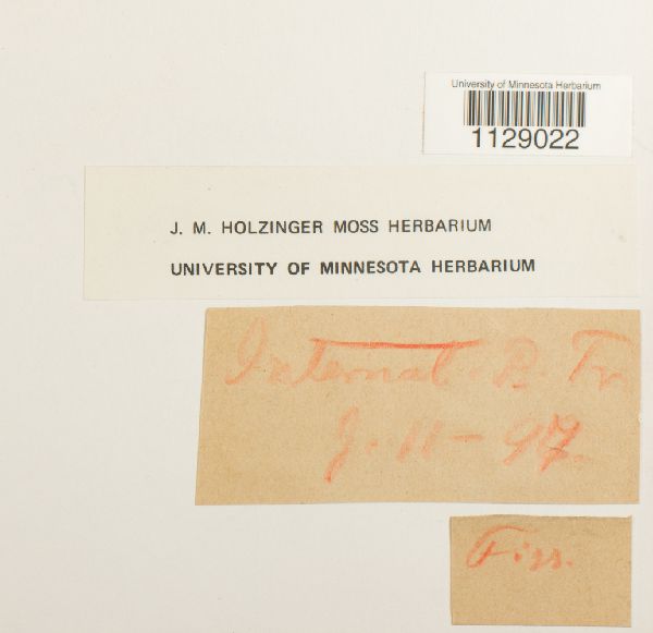 Fissidens taxifolius image