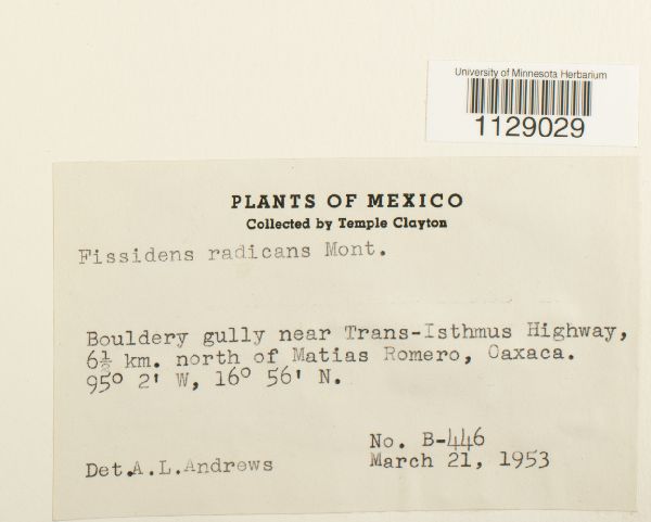 Fissidens radicans image