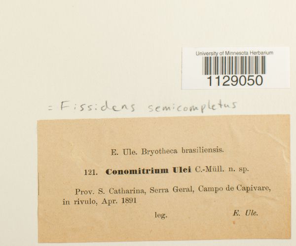 Fissidens semicompletus image