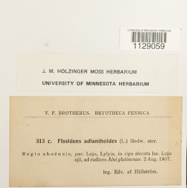 Fissidens adianthoides image