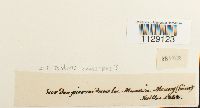 thumbnail image of current specimen