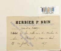 Fissidens crassipes image