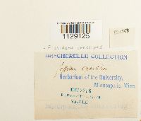 Fissidens crassipes image