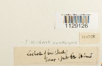 Fissidens crassipes image