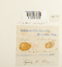 Thumbnail image of current specimen