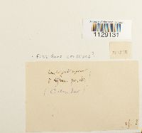 Fissidens crassipes image