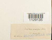 Fissidens crassipes image