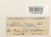 Fissidens crassipes image