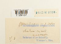 Fissidens crassipes image