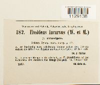 Fissidens crassipes image