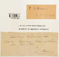 Fissidens crassipes image