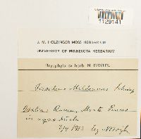 Fissidens crassipes image