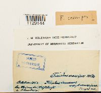 Fissidens crassipes image