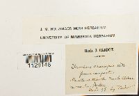 Fissidens crassipes image