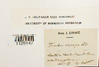 Fissidens crassipes image