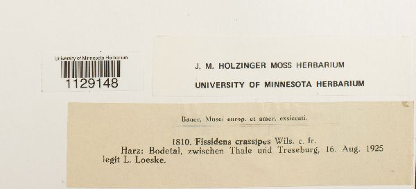 Fissidens crassipes image