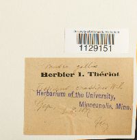 Fissidens crassipes image