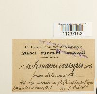 Thumbnail image of current specimen