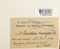 Fissidens crassipes image