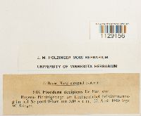 Fissidens dubius image