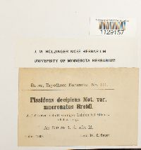 Fissidens dubius image