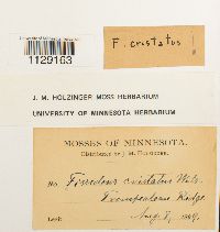 Fissidens dubius image