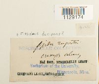 Fissidens dubius image