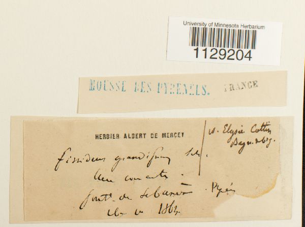 Fissidens grandifrons image