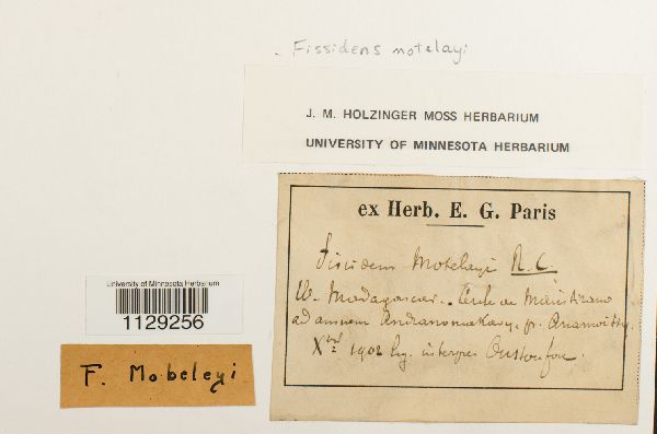 Fissidens motelayi image