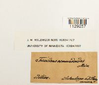 Fissidens osmundoides image