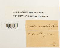 Fissidens osmundoides image