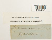 Fissidens osmundoides image