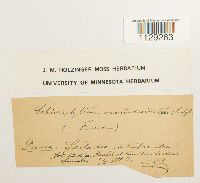 Fissidens osmundoides image