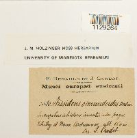 Fissidens osmundoides image