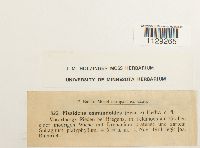 Fissidens osmundoides image