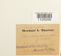 thumbnail image of current specimen