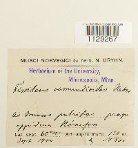 Fissidens osmundoides image