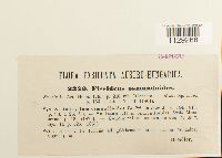 thumbnail image of current specimen
