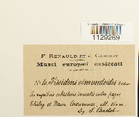thumbnail image of current specimen
